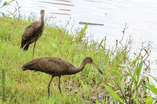 Two limpkin birds looking for food on the shore of Lake Igapo in Londrina city. photo
