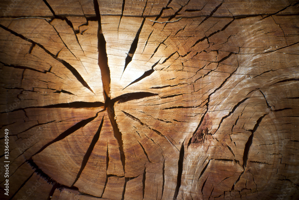 cut section of a tree stump with cracked rings