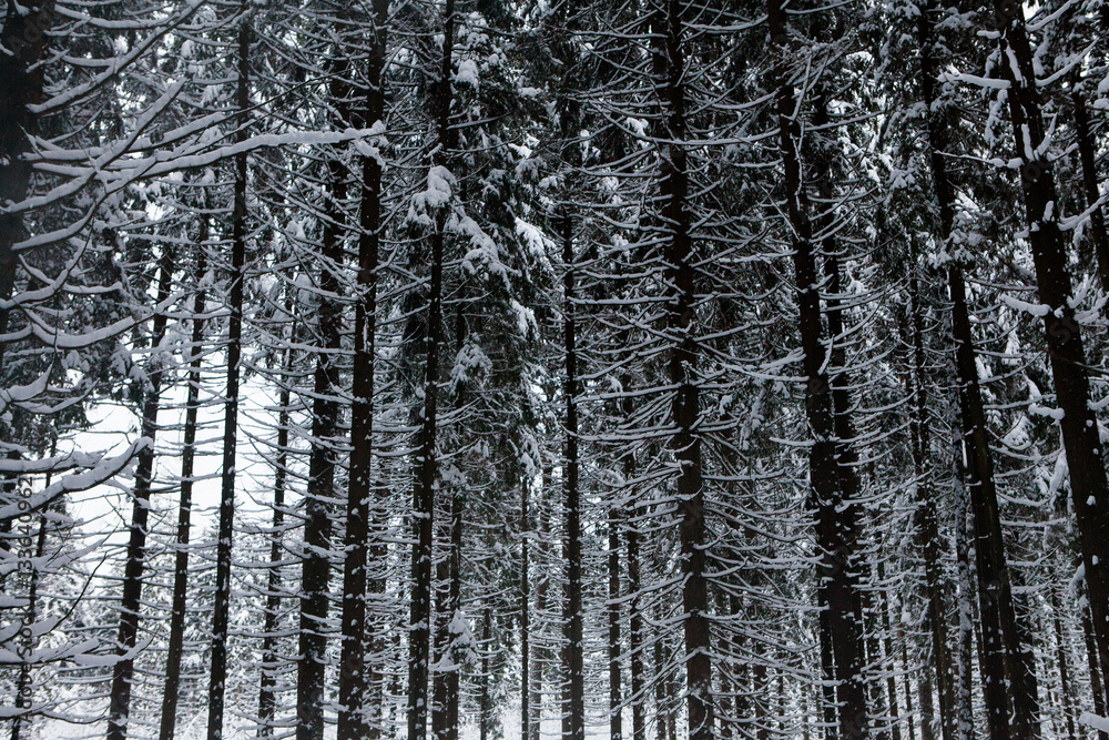 winter in russian forest winter in russian forest