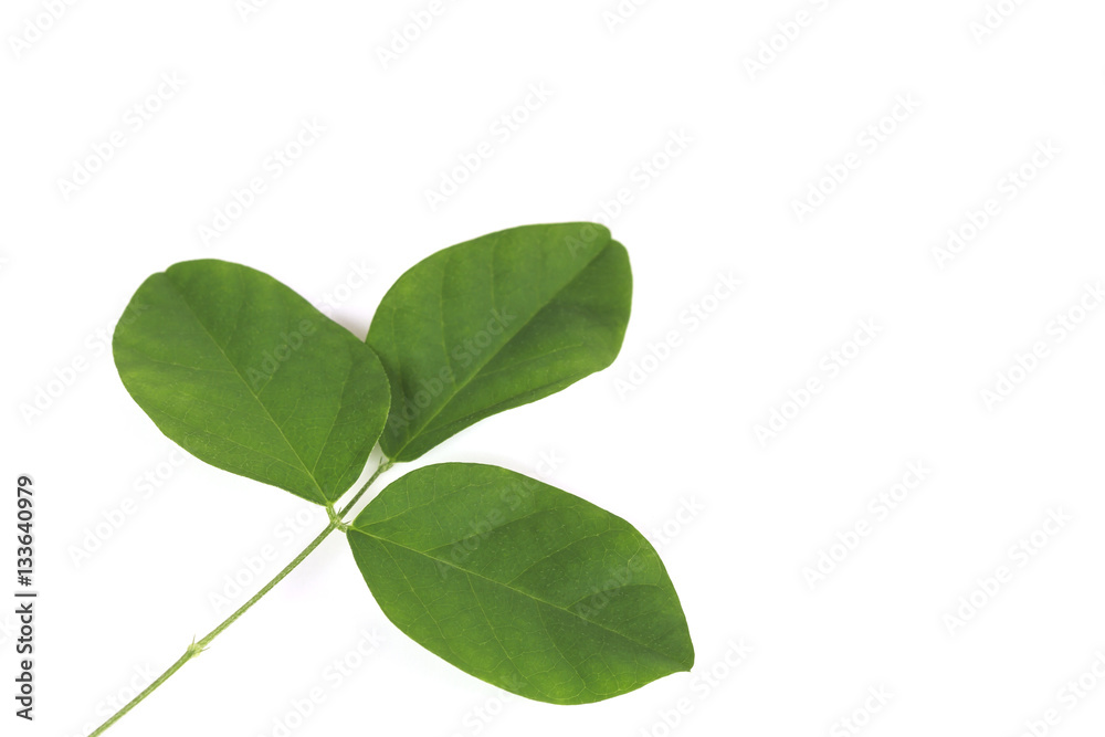 Fototapeta premium Green leaves isolate on white background.