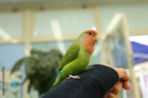 インコ