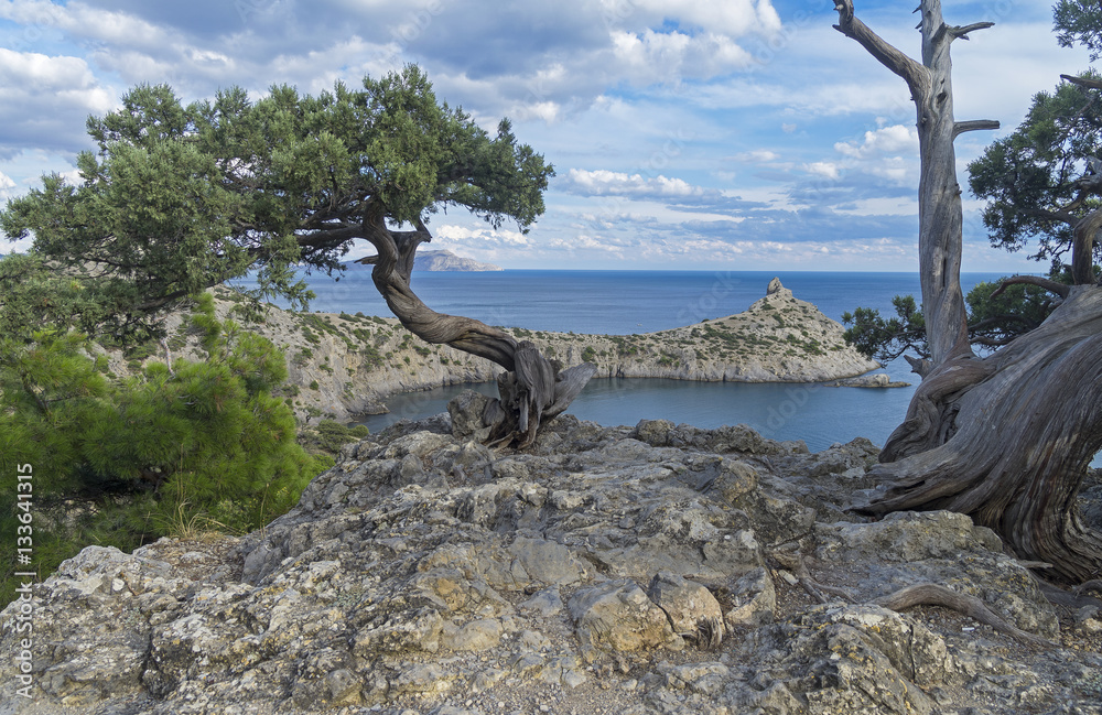 Relict juniper tree on a cliff above the sea. Crimea. Relict juniper tree on a cliff above the sea. Crimea.