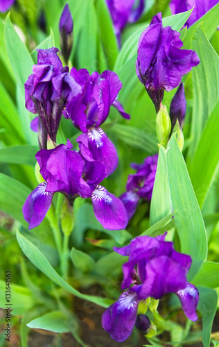 Spring floral background from garden irises