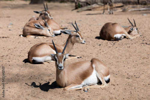 Few Saharian Dorcas Gazelles on sand