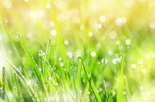 Green grass in drops of dew in the sunlight