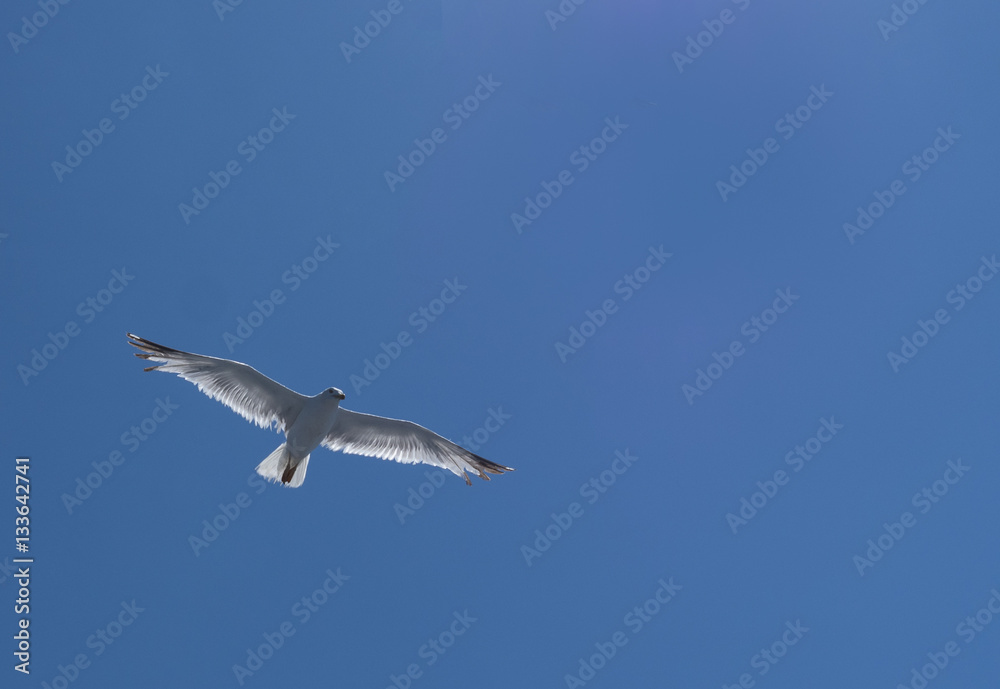 Fototapeta premium Flying Seagull