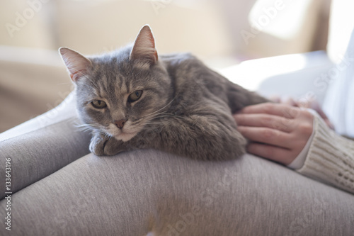 Cat in a woman's lap