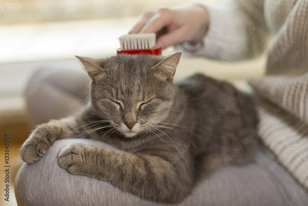 Woman combing pet cat