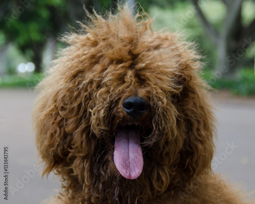 Shaggy dog with tongue out and hair covering face