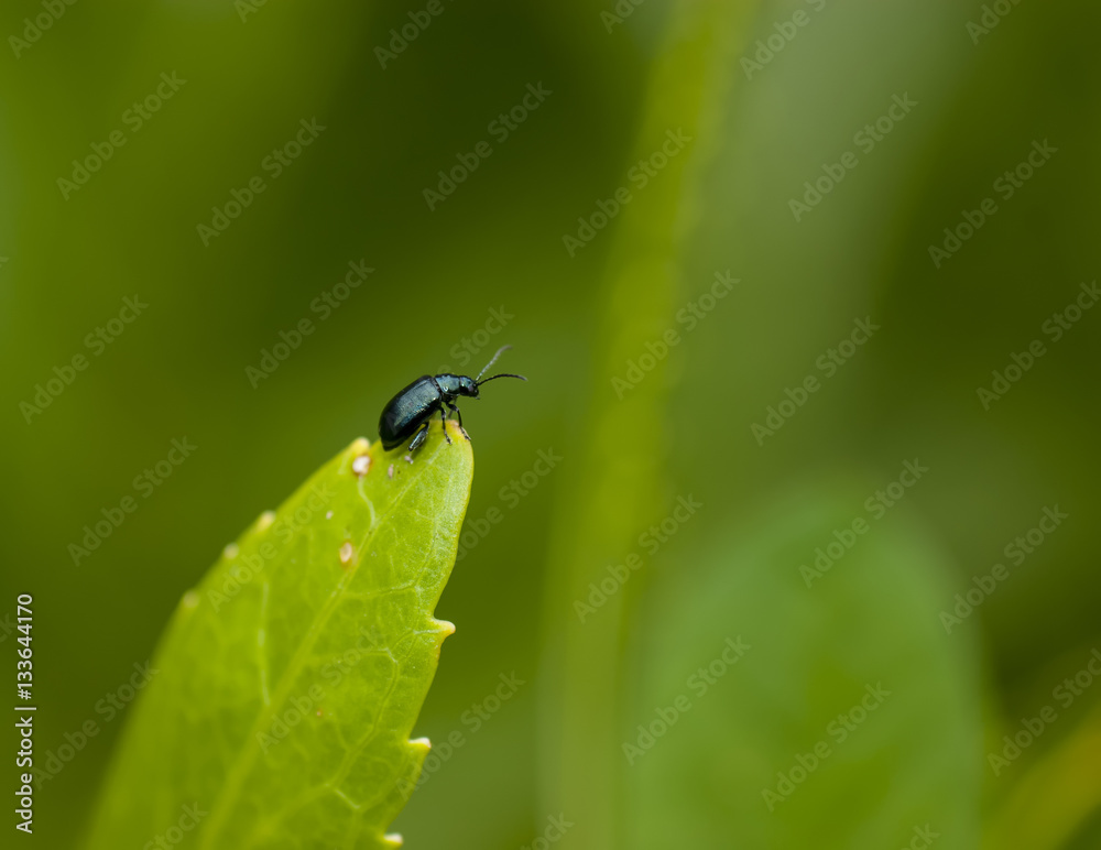 Insect Insect