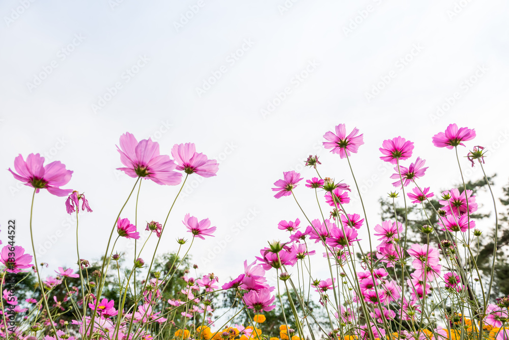 Cosmos flowers against the sky