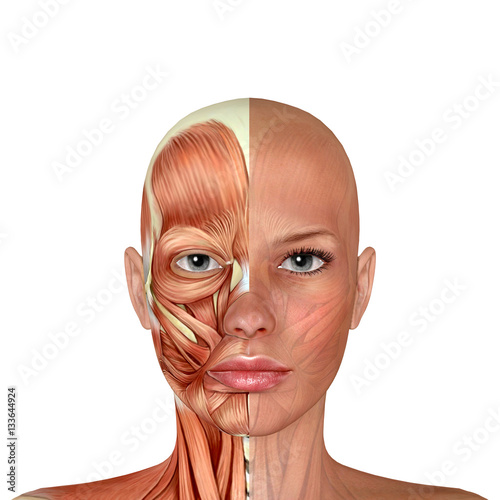 Fototapeta Naklejka Na Ścianę i Meble -  3d Female Face Muscles Anatomy
