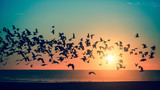 Birds over the sea during a stunning sunset.