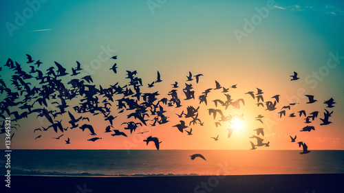 Birds over the sea during a stunning sunset.