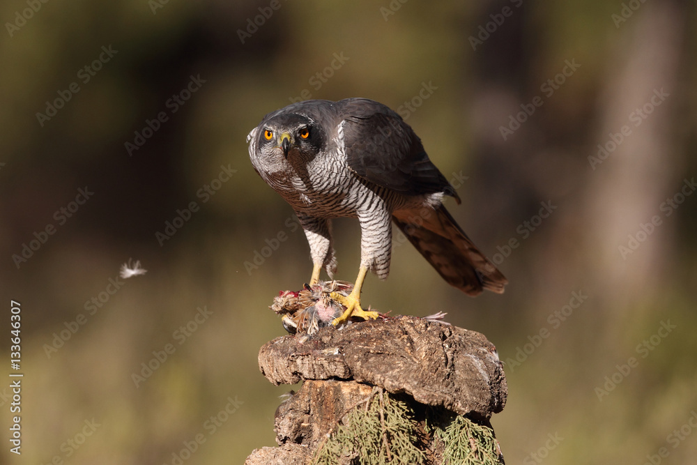 Fototapeta premium Northern goshawk