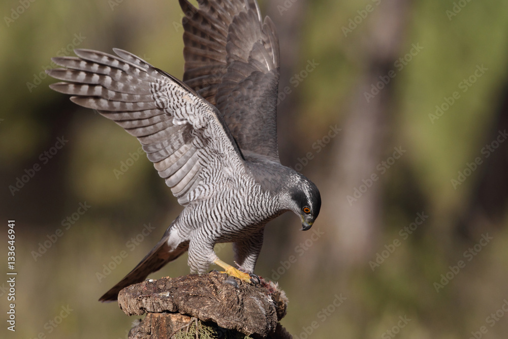 Fototapeta premium Northern goshawk