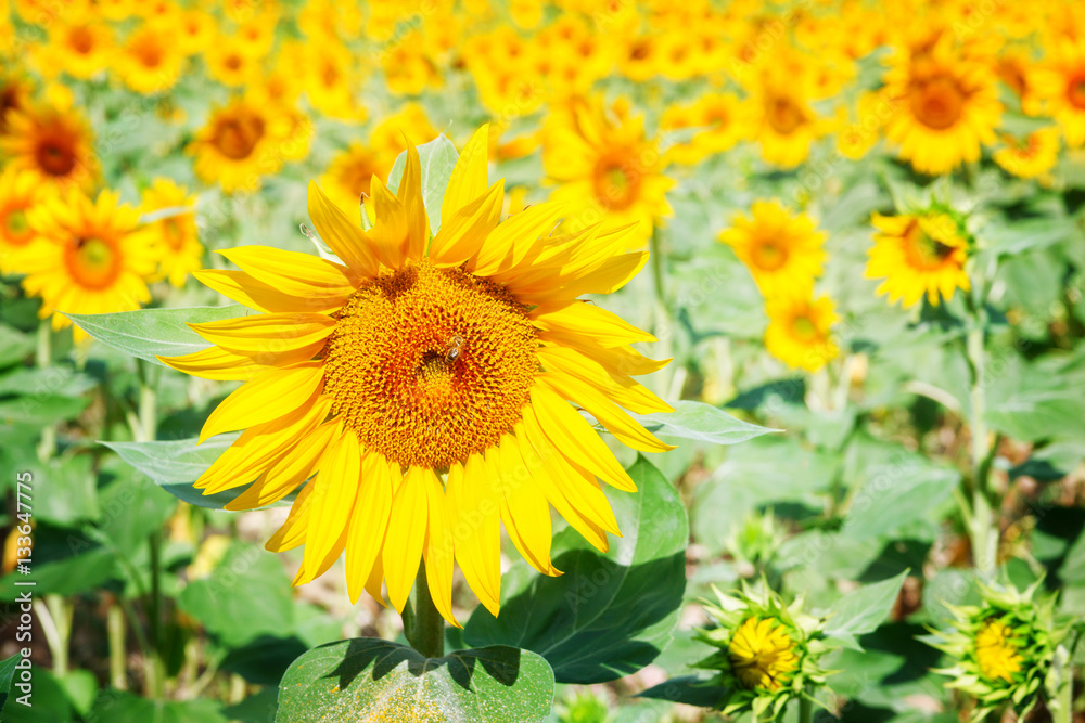 Field of beautiful sunflowers at summer day close up, toned Field of beautiful sunflowers at summer day close up, toned