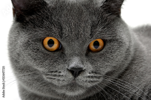 Portrait of a gray cat with yellow eyes.