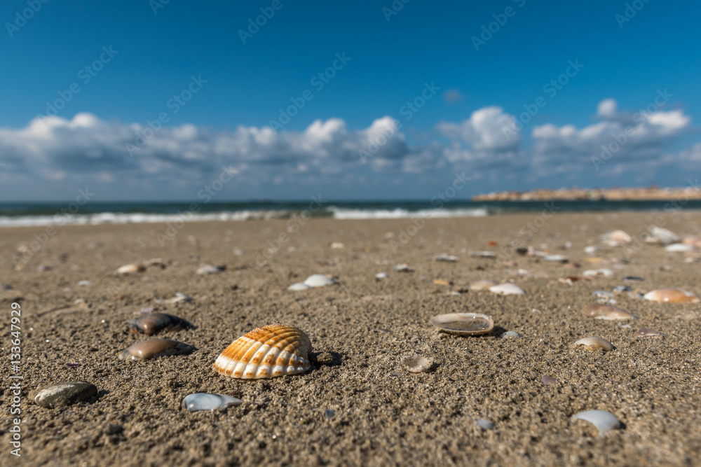 Shells scattered on the wet beach sand of Acco Shells scattered on the wet beach sand of Acco