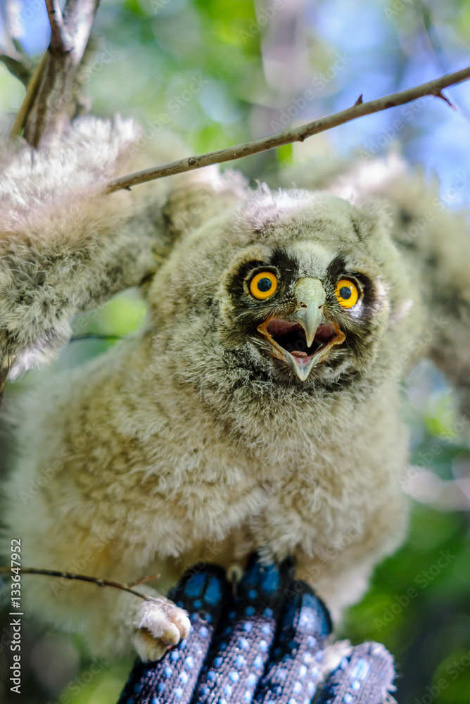 Naklejka premium Long-eared owl on a hand