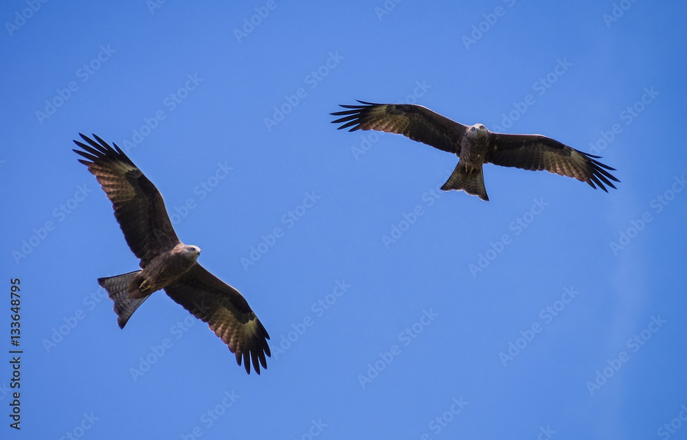 Obraz premium Two black kite fly under the sunlight, eagle fly