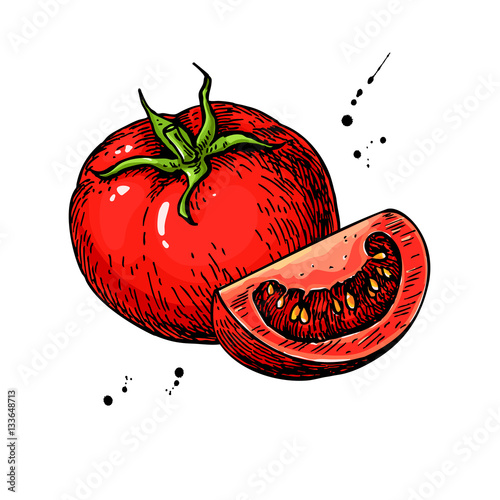 Tomato vector drawing. Isolated tomato and sliced piece. Vegetable