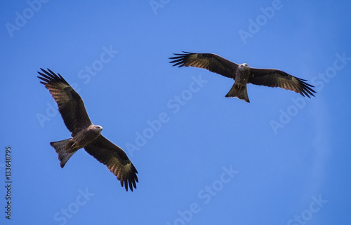 Two black kite fly under the sunlight  eagle fly