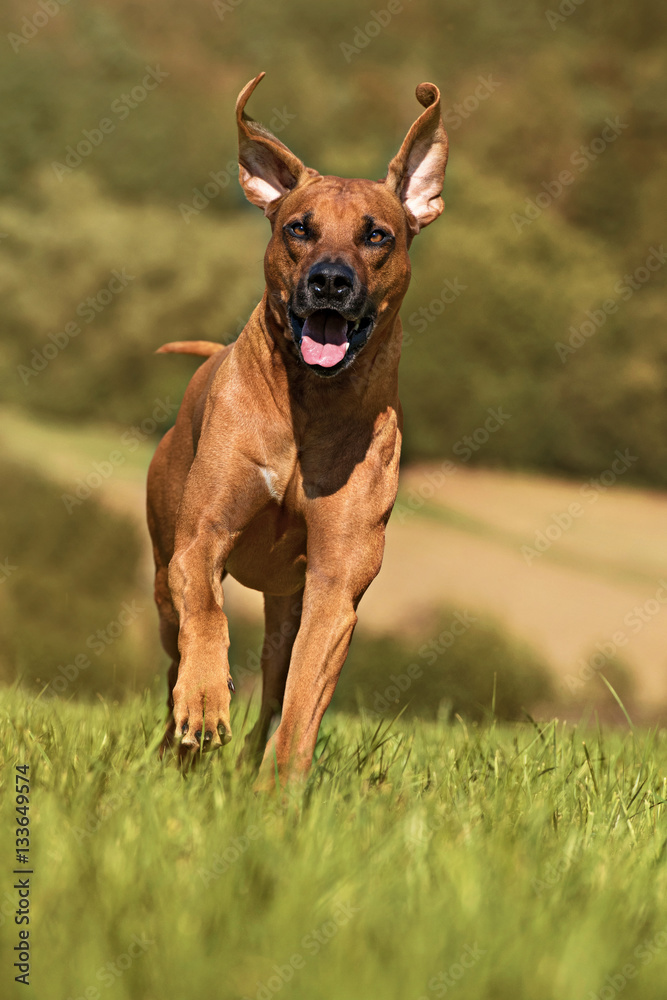 Rennender Rhodesian Ridgeback