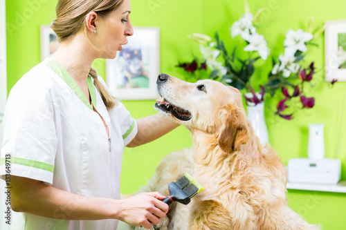 Frau gibt Golden Retriever Fellpflege im Hundesalon photo
