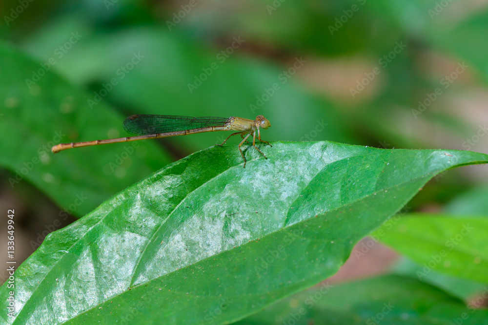 Beautiful dragonfly on leaves with green background.