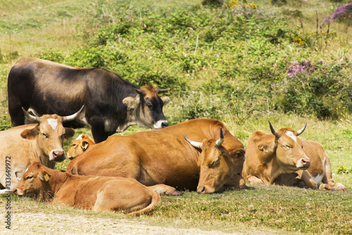 Fototapeta Naklejka Na Ścianę i Meble -  cows and calves grazing in green mountains in Galicia, Spain