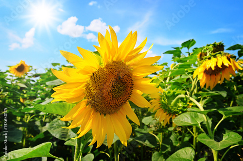 Sunflower flower against the blue sky and sun