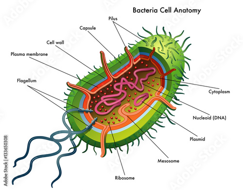 bacteria cell anatomy