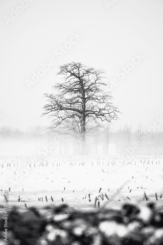 Tree in snowwhite landscape