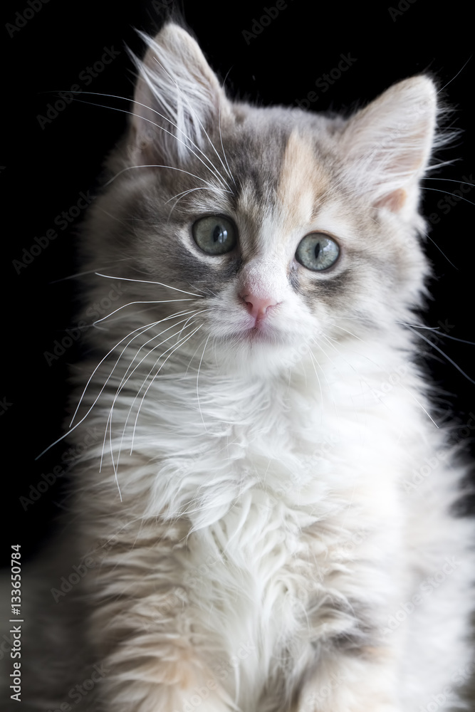 Cute kitten cat