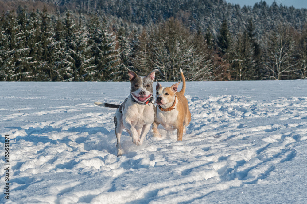 Running staffordshire bull terriers in a snow Running staffordshire bull terriers in a snow