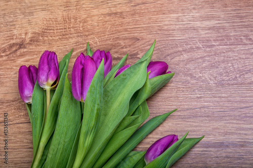 Violet tulips on a wooden background
