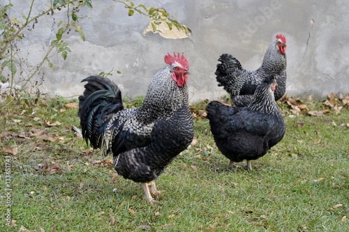 Wild chickens and rooster standing out 