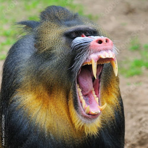 Fotografia Portrait of the yawning adult male mandrill, The Netherlands