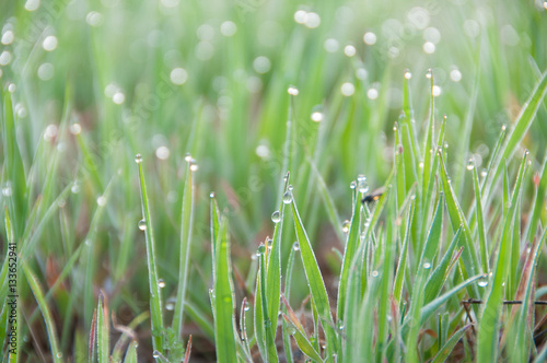 Close up of fresh thick grass with dew drops in the early morning