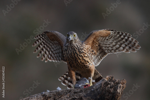 Eurasian goshawk