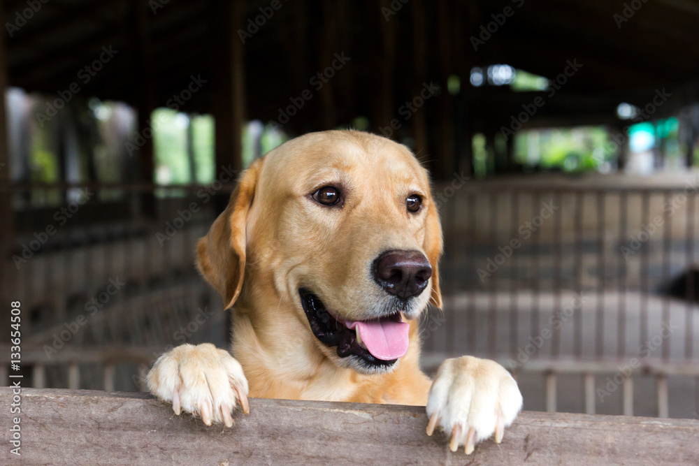 Brown dog stood and wait over the cage Brown dog stood and wait over the cage