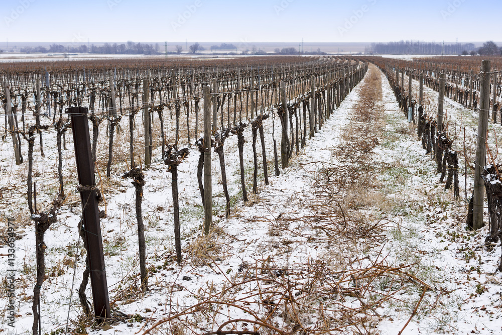 Vineyard in Cold Winter Day with Snow Covered Vines