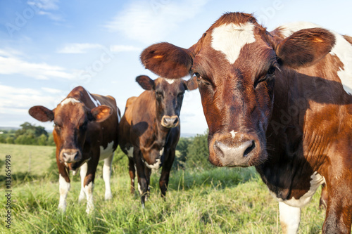 Ayrshire Cows © Richard