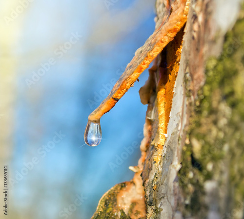 A drop of birch sap