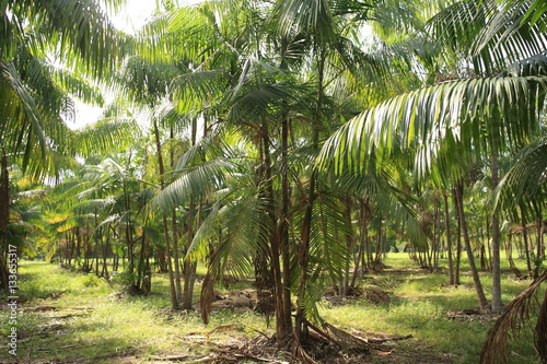 Acai in Brazil