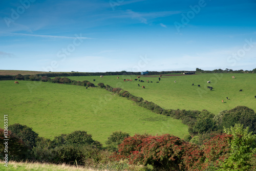Cornish landscape with fields and meadows and a flock of cows near Port Isaac.