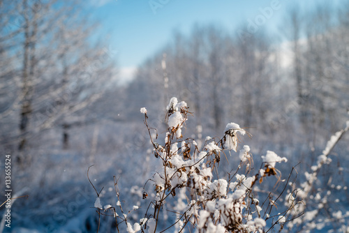 Zimowa sceneria 