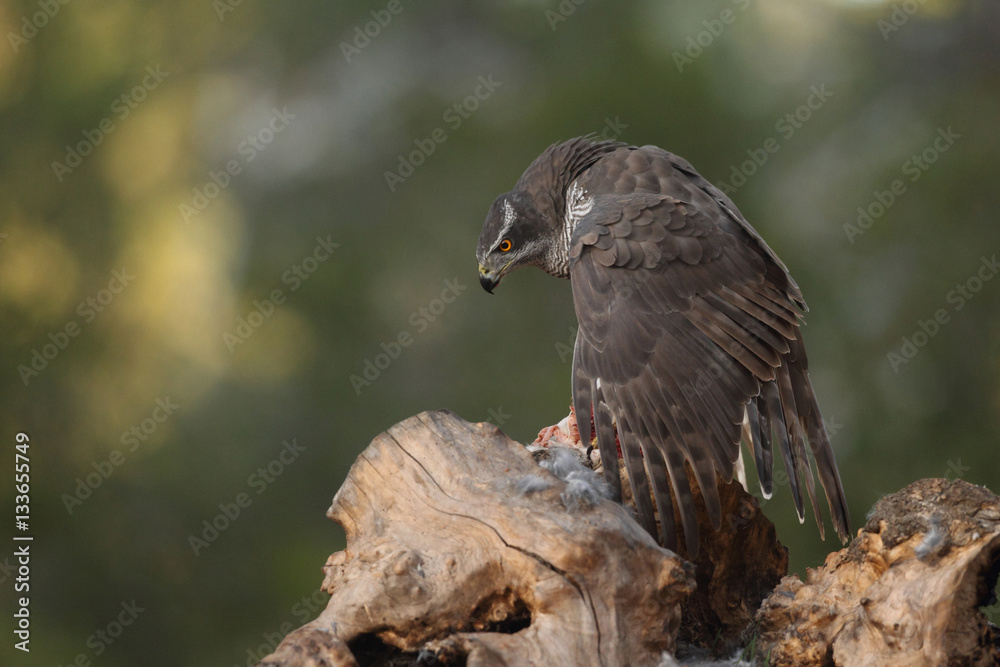 Fototapeta premium Eurasian goshawk