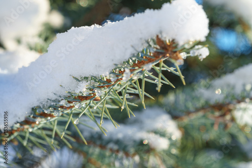 Fir Blue Spruce in the snow photo